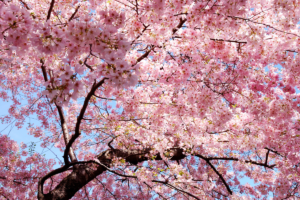 Festival cerezos en flor de Washington DC