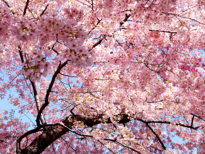 Festival cerezos en flor de Washington DC