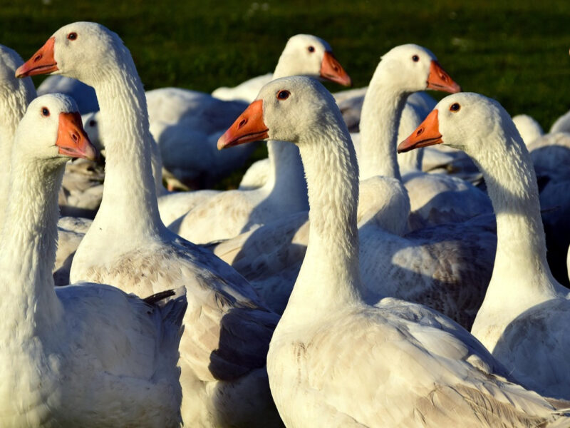Gansos blancos llenan el cielo de Québec en primavera.