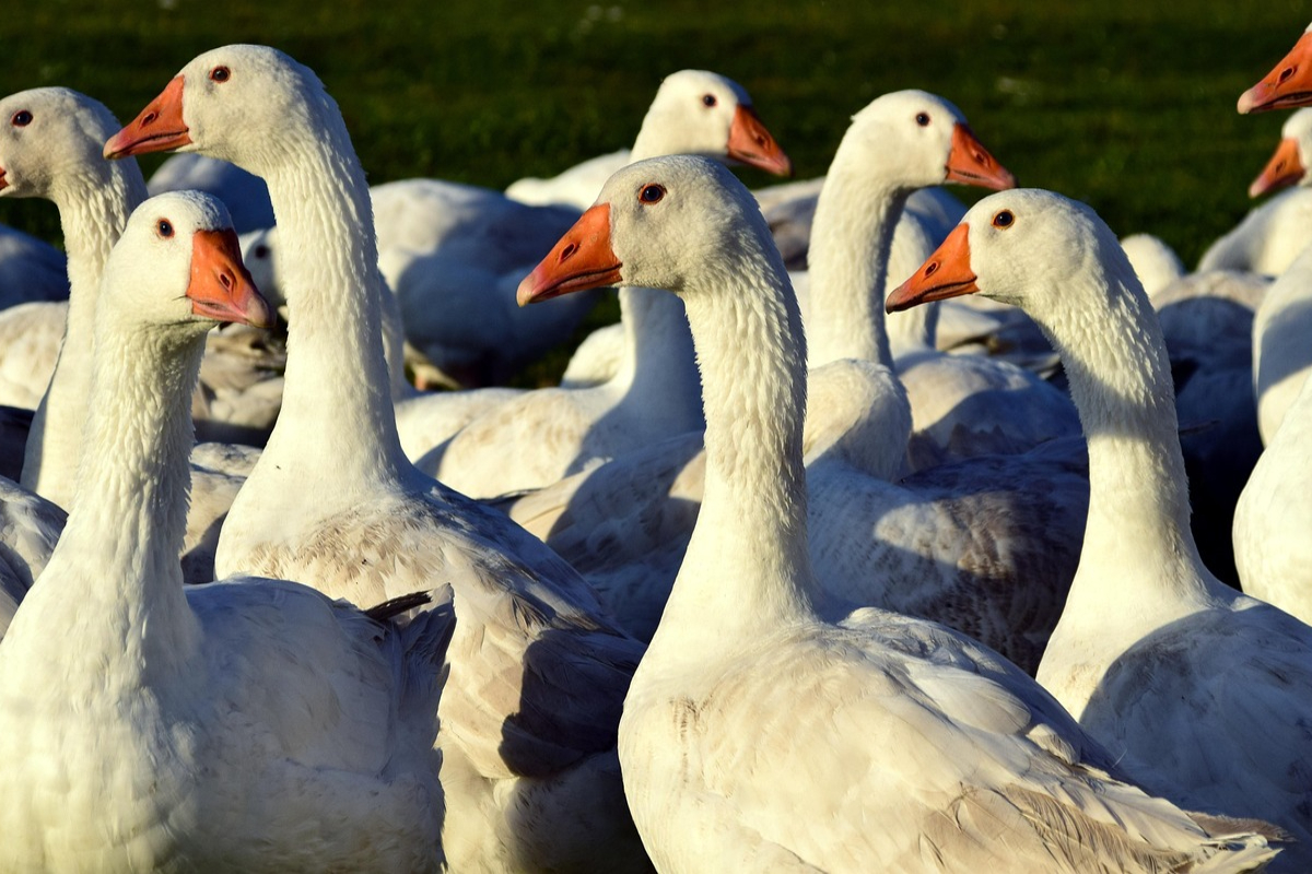 Gansos blancos llenan el cielo de Québec en primavera.