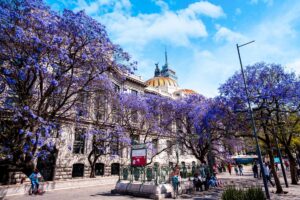 Jacarandas en flor tiñen de morado la Ciudad de México, cautivando a locales y turistas.