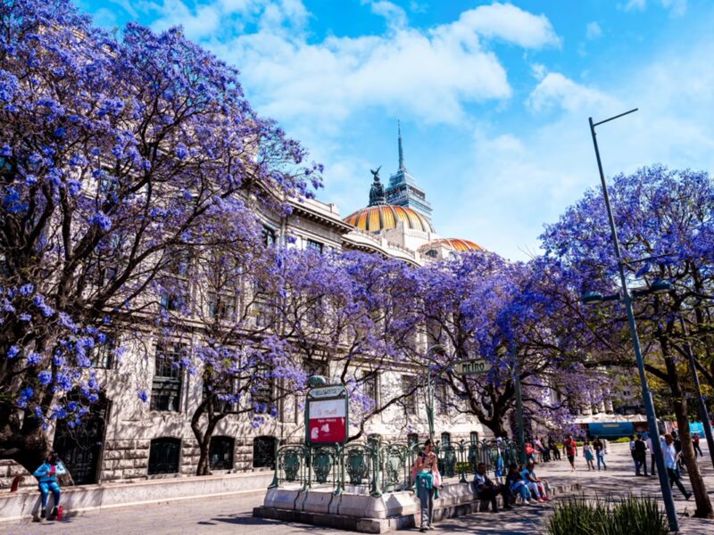 Jacarandas en flor tiñen de morado la Ciudad de México, cautivando a locales y turistas.