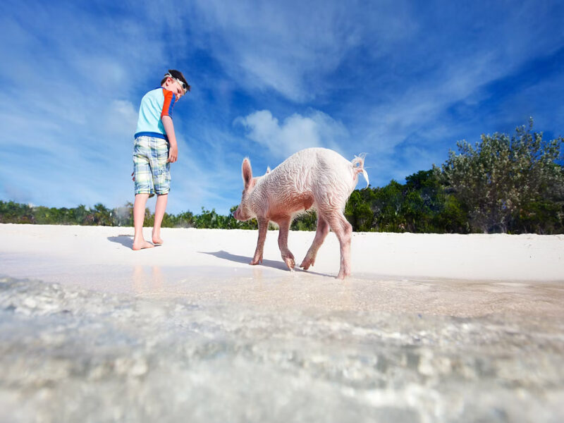 Cerdos en libertad nadan en las aguas turquesa de Pig Beach, en las Bahamas.