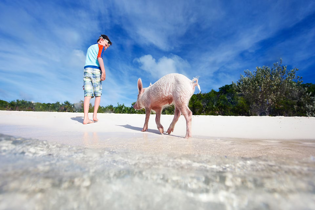Cerdos en libertad nadan en las aguas turquesa de Pig Beach, en las Bahamas.