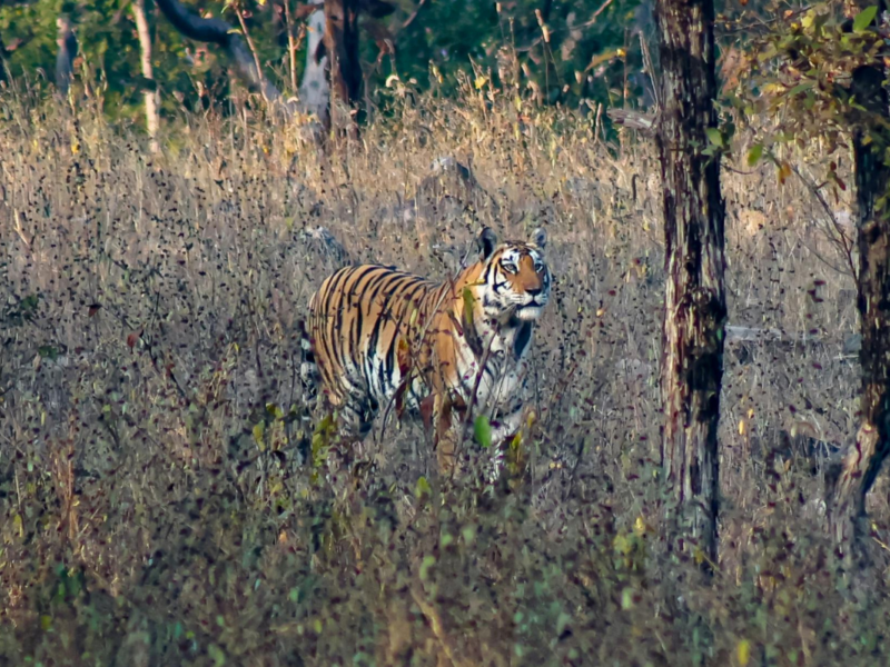 Parque Nacional Panna