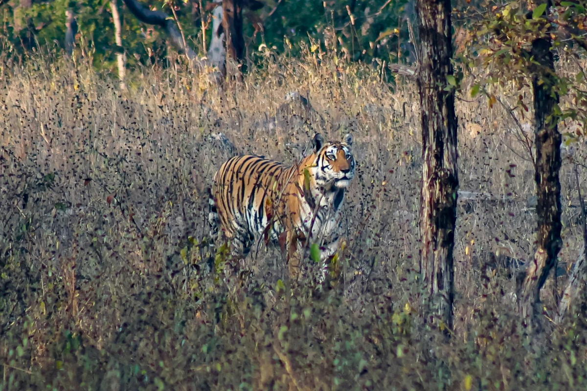 Parque Nacional Panna