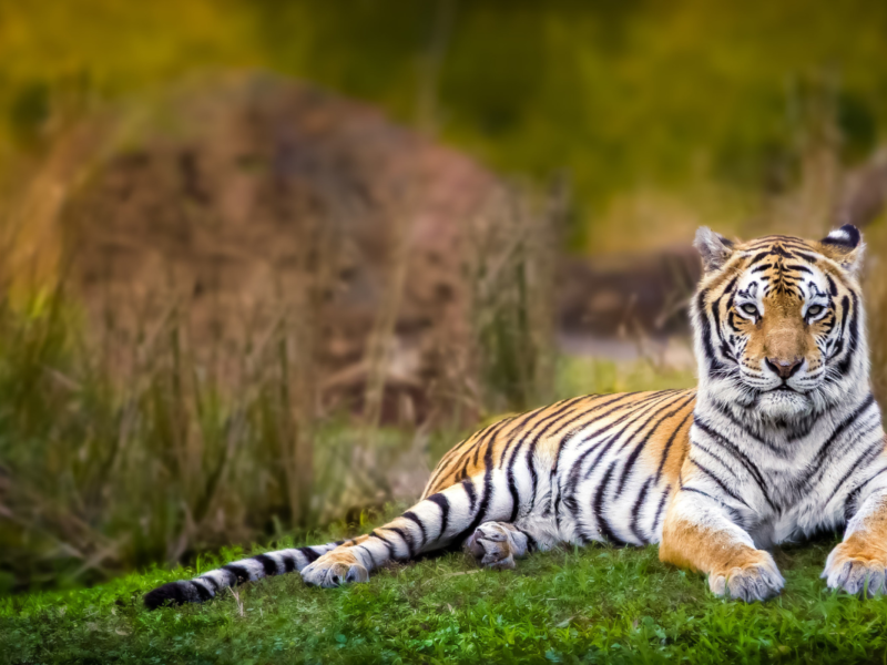 Tigre de bengala
