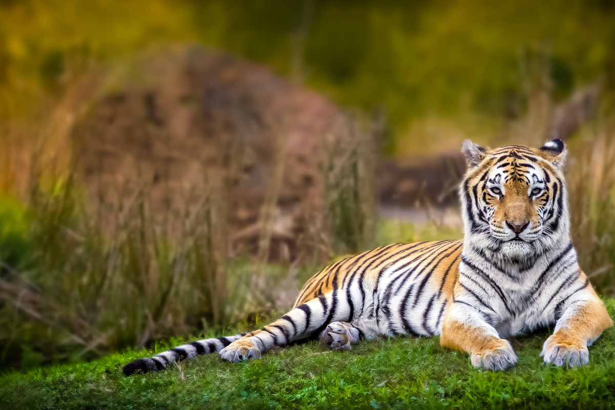 Tigre de bengala