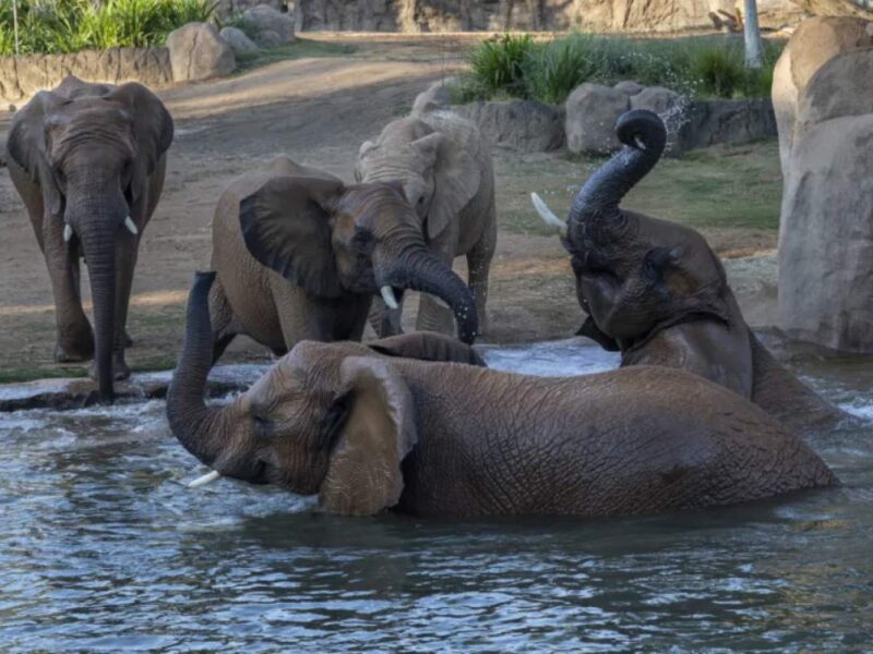 Valle de los elefantes o Elephant Valley