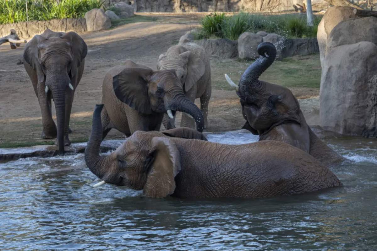 Valle de los elefantes o Elephant Valley