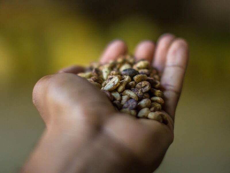 La Ruta del Café revela la tradición cafetalera de República Dominicana.