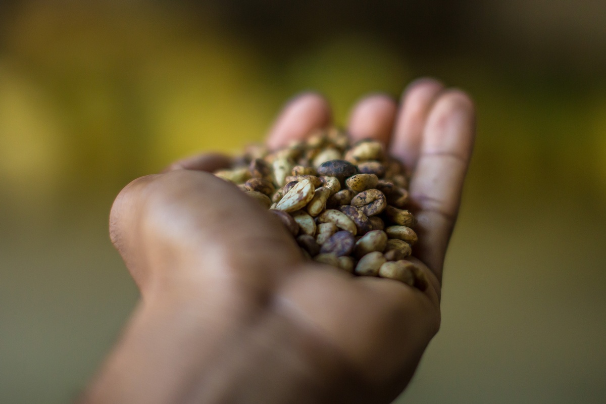 La Ruta del Café revela la tradición cafetalera de República Dominicana.