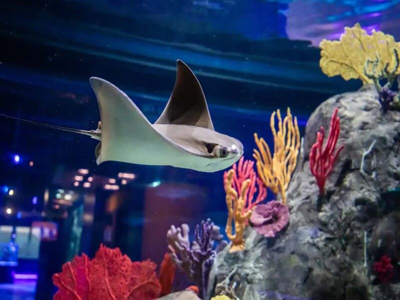 Acuario Michin