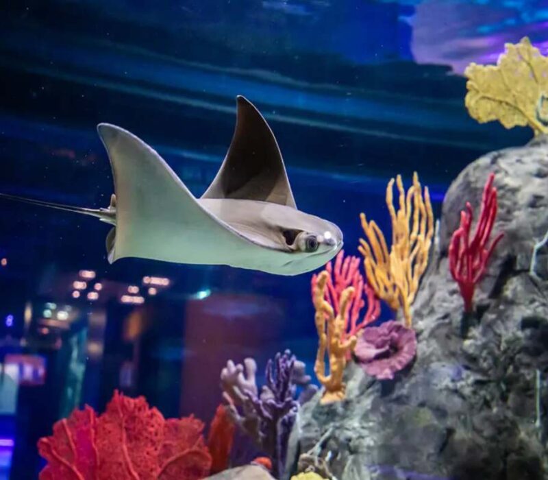 Acuario Michin
