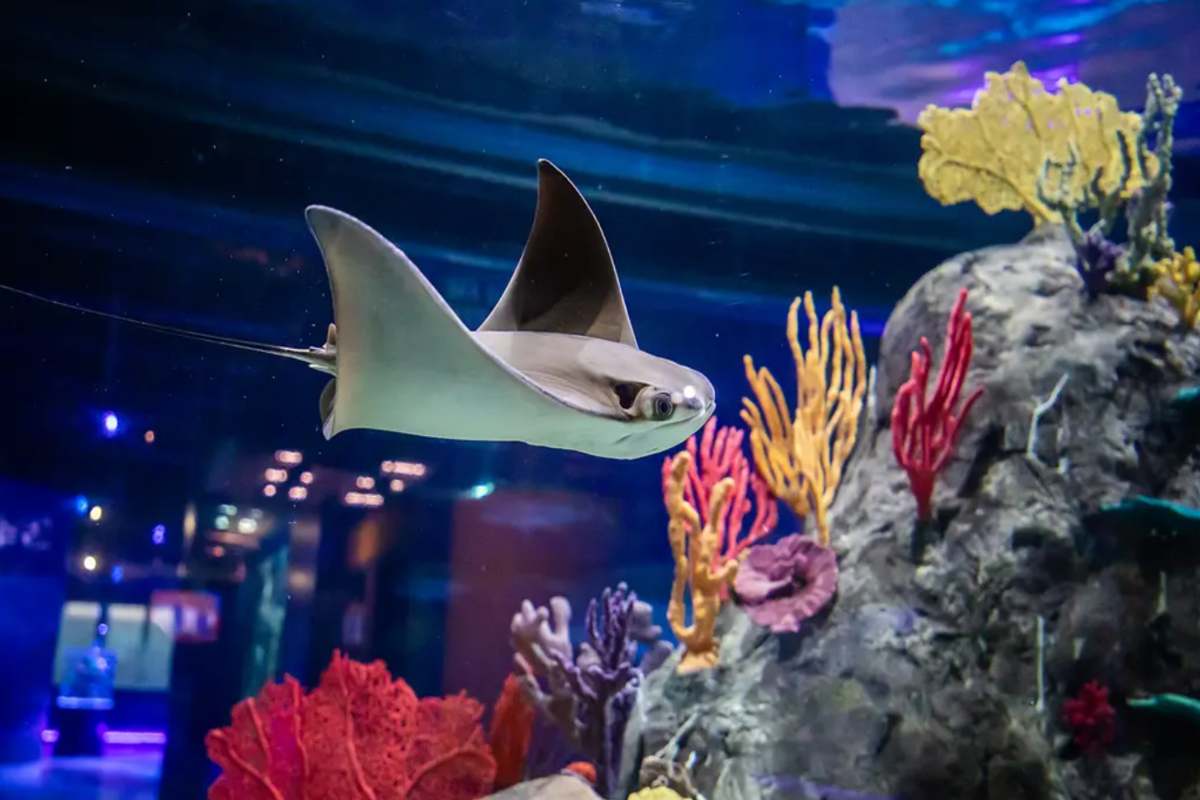 Acuario Michin