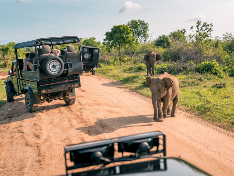 Safari