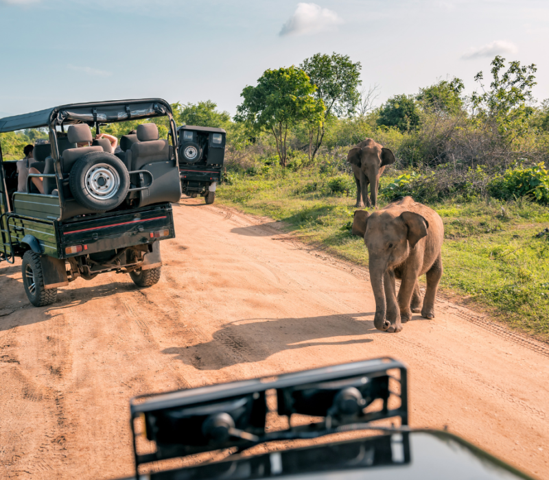Safari