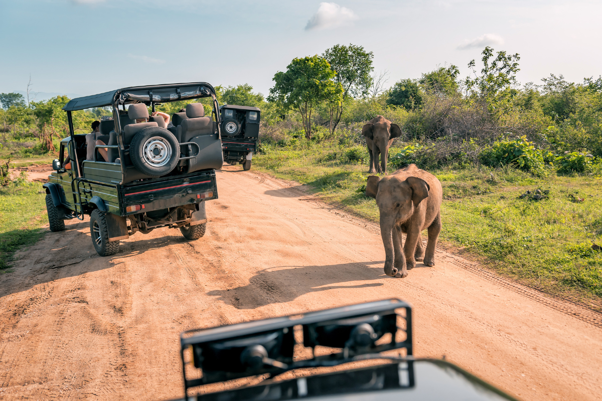 Safari