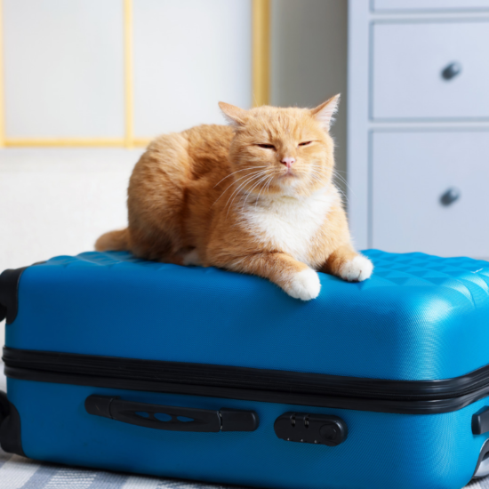 Starwood Pet Travel
