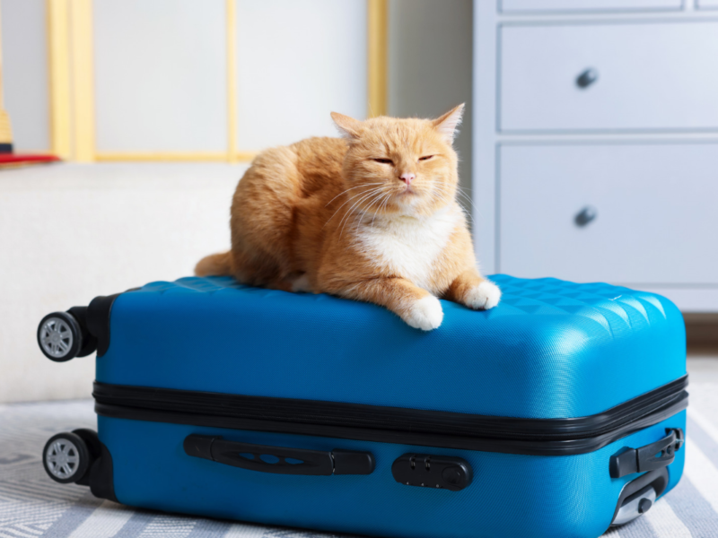 Starwood Pet Travel