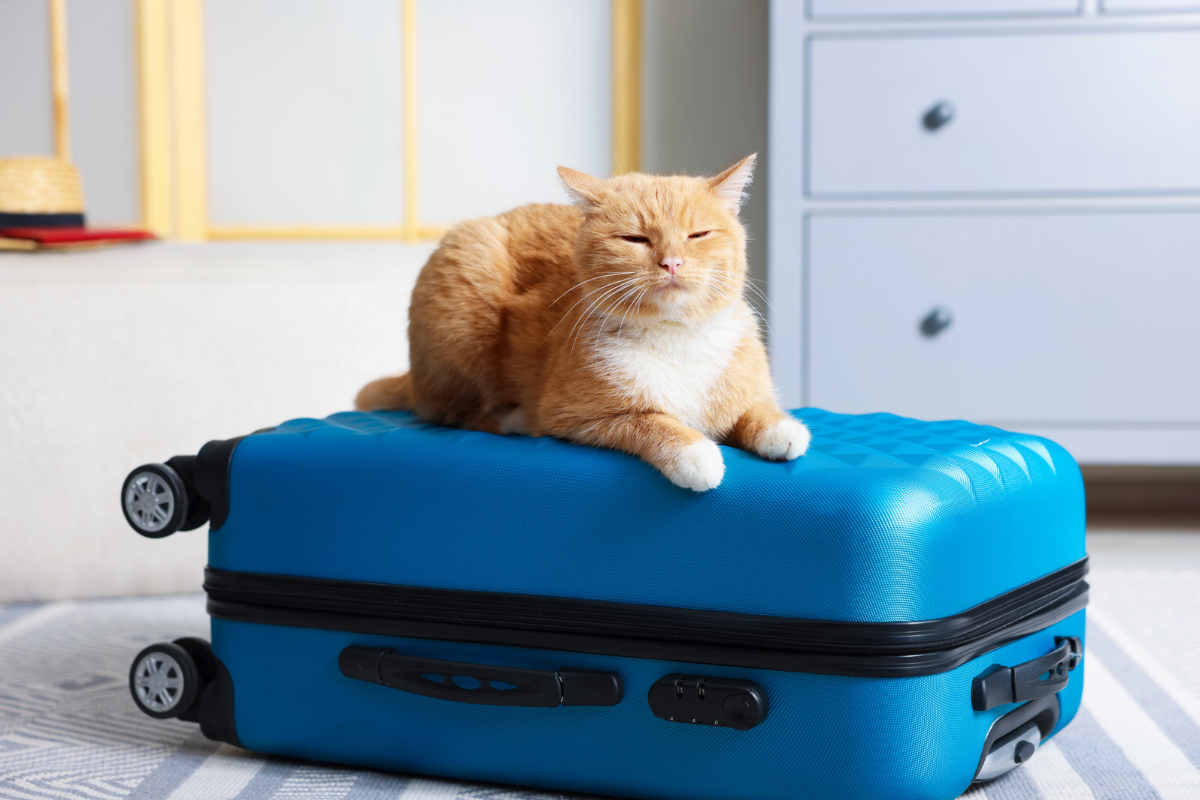 Starwood Pet Travel